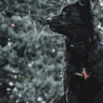 Правила программ лояльности казино без депозита