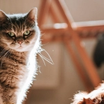 Дисциплинированный подход к слоту The Dog House Megaways