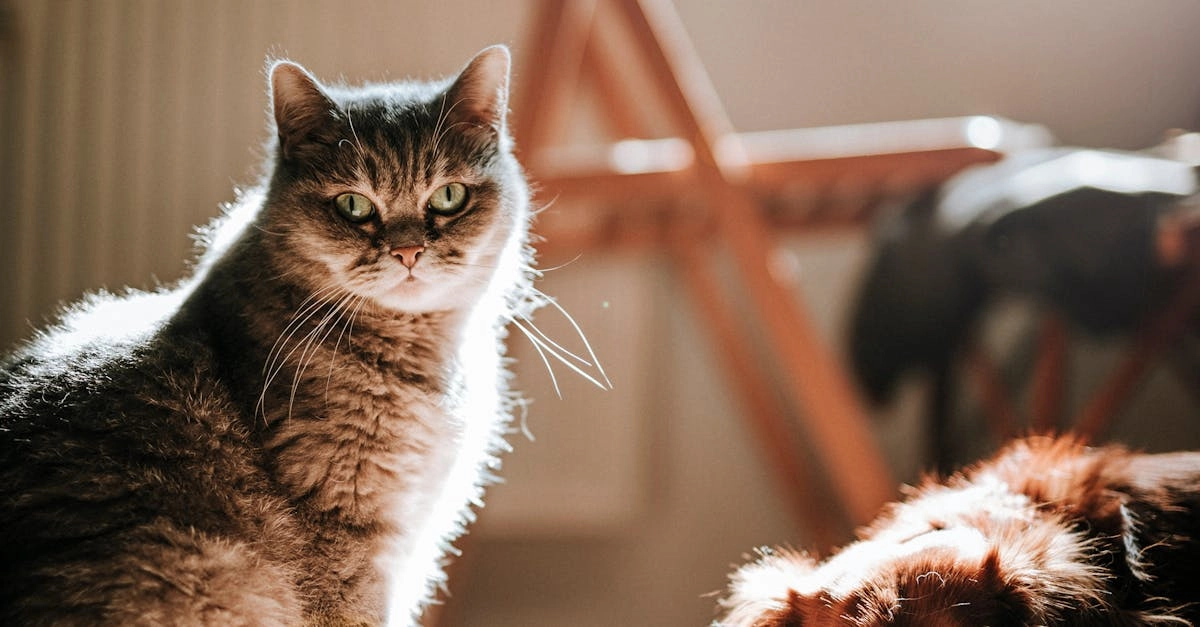 Дисциплинированный подход к слоту The Dog House Megaways